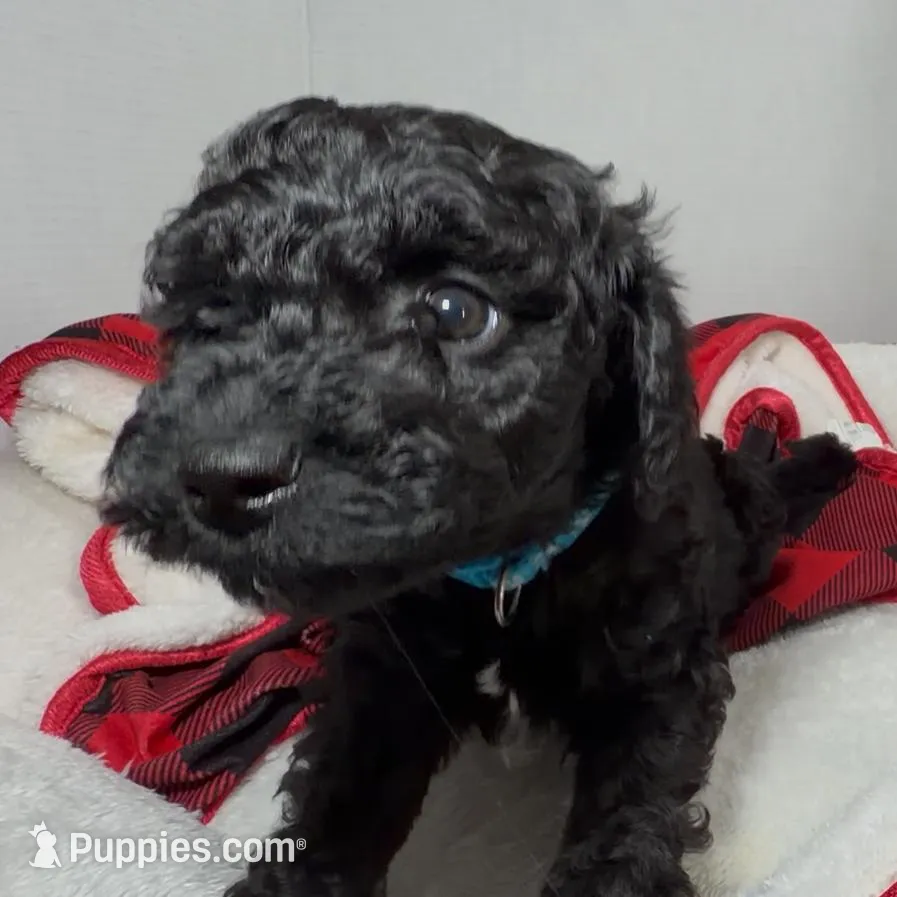 Burke, a male Miniature Goldendoodle for sale in Lakemoor, IL – Photo 3 of 3