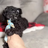 Burke, a male Miniature Goldendoodle for sale in Lakemoor, IL – Photo 3 of 6