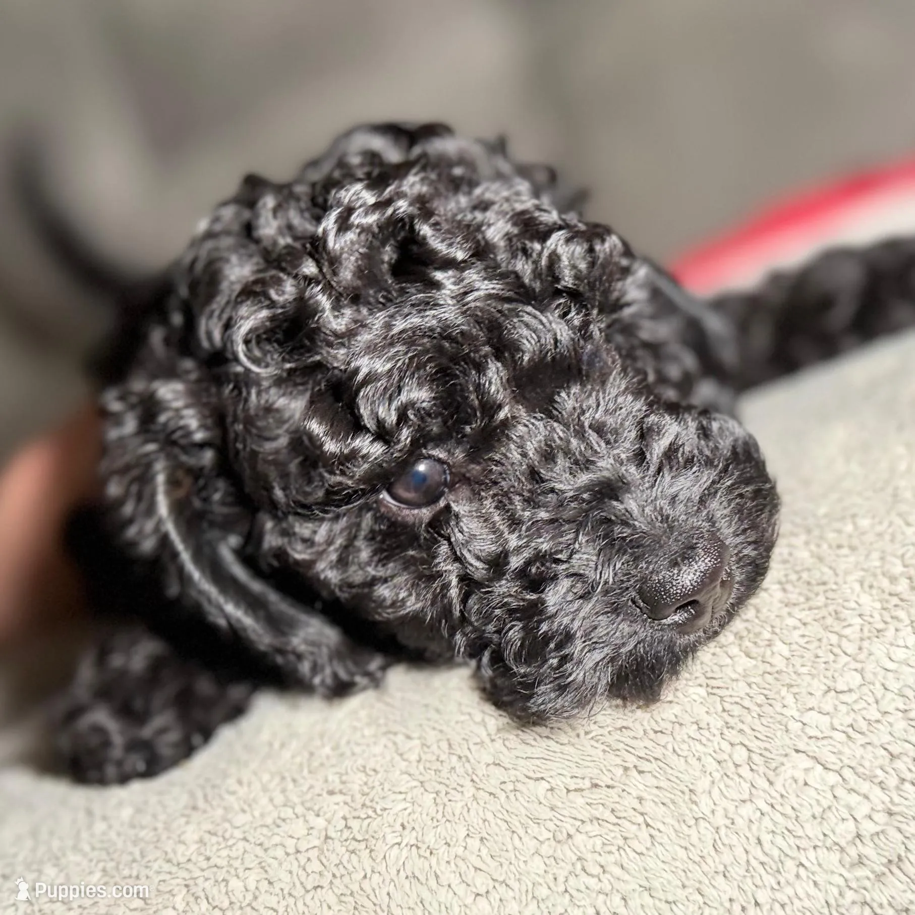 Burke, a male Miniature Goldendoodle for sale in Lakemoor, IL – Photo 2 of 6