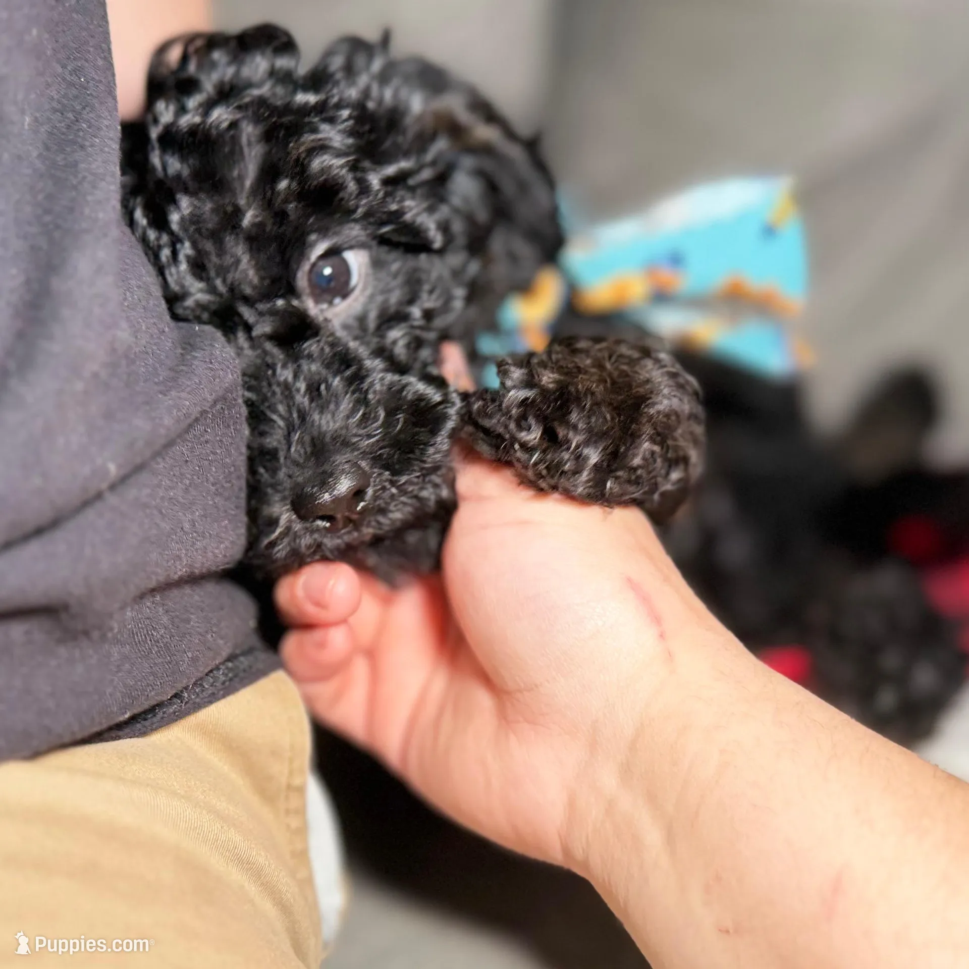 Mystique, a female Miniature Goldendoodle for sale in Lakemoor, IL – Photo 2 of 6