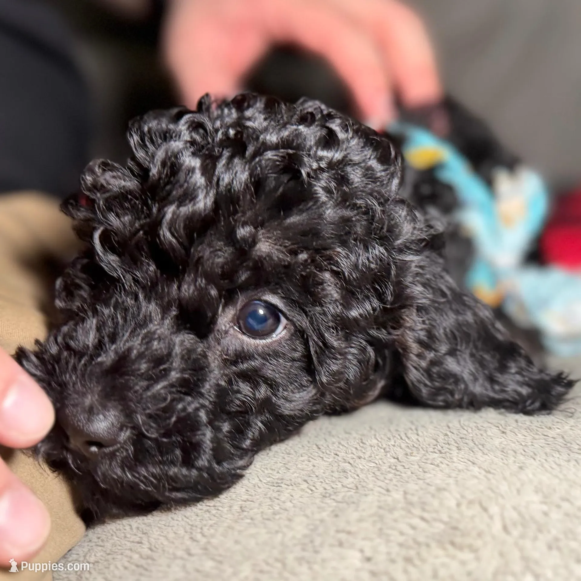 Mystique, a female Miniature Goldendoodle for sale in Lakemoor, IL – Photo 3 of 6