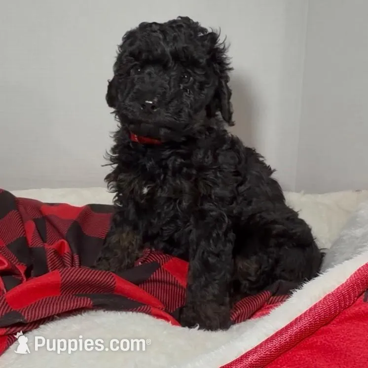 Mystique, a female Miniature Goldendoodle for sale in Lakemoor, IL – Photo 2 of 3