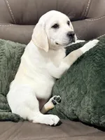 F English Lab, a female Labrador Retriever for sale in Sacramento, CA – 2 of 5