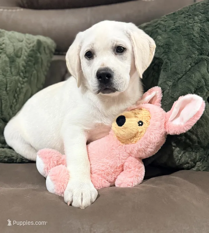 F English Lab – Labrador Retriever puppy for sale in Sacramento, CA
