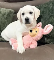F English Lab, a female Labrador Retriever for sale in Sacramento, CA – 1 of 5