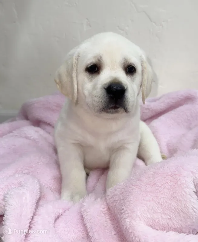 F English Lab, a female Labrador Retriever for sale in Sacramento, CA – Photo 1 of 3