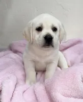 F English Lab, a female Labrador Retriever for sale in Sacramento, CA – Photo 1 of 3