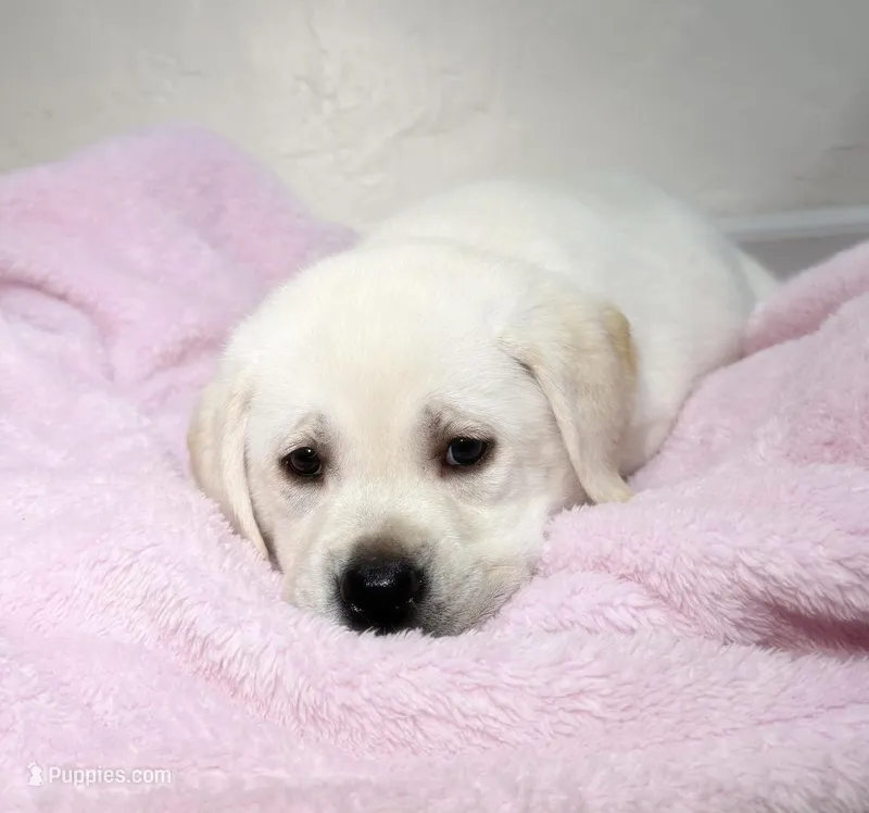 F English Lab  – Labrador Retriever puppy for sale in Sacramento, CA