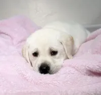 F English Lab , a female Labrador Retriever for sale in Sacramento, CA – Photo 1 of 3