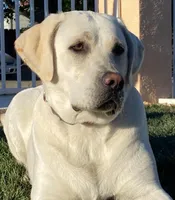 F English Lab , a female Labrador Retriever for sale in Sacramento, CA – Photo 2 of 3
