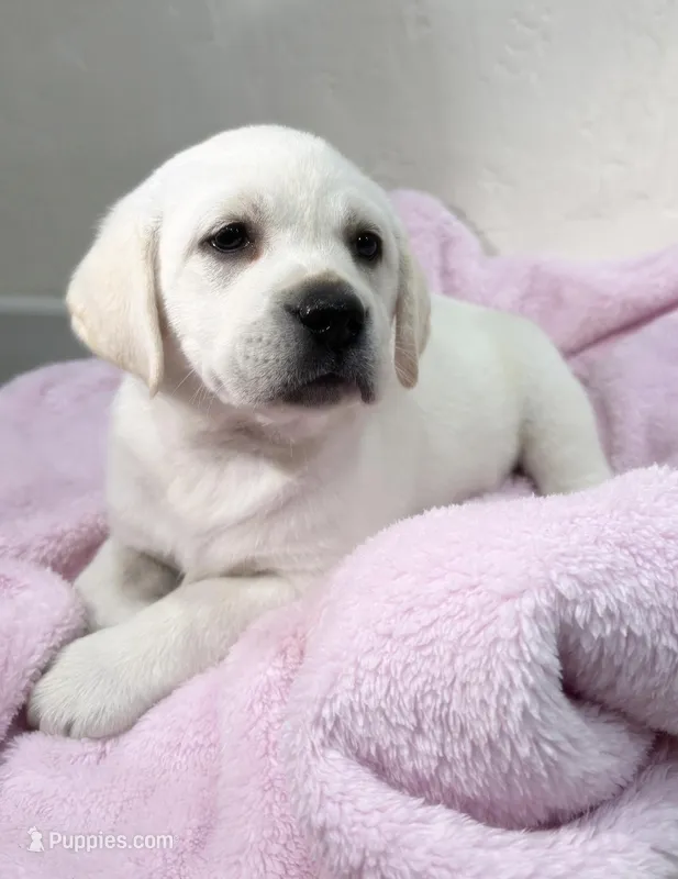 F English lab  – Labrador Retriever puppy for sale in Sacramento, CA