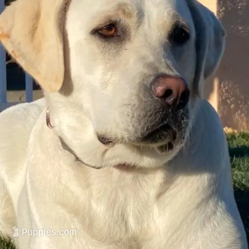 AKC Lab Puppies, a  Labrador Retriever for sale in Sacramento, CA – Photo 2 of 2