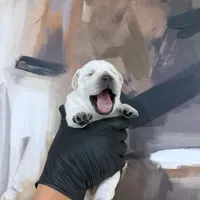 AKC Lab Puppies, a female Labrador Retriever for sale in Sacramento, CA – Photo 5 of 7