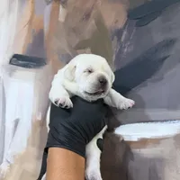 AKC Lab Puppies, a female Labrador Retriever for sale in Sacramento, CA – Photo 7 of 7