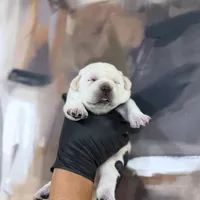 AKC Lab Puppies, a female Labrador Retriever for sale in Sacramento, CA – Photo 4 of 7