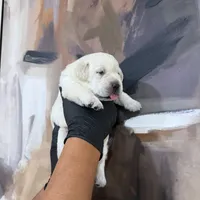 AKC Lab Puppies, a female Labrador Retriever for sale in Sacramento, CA – Photo 6 of 7