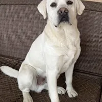 AKC Lab Puppies, a female Labrador Retriever for sale in Sacramento, CA – Photo 2 of 7