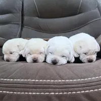 AKC Lab Puppies, a female Labrador Retriever for sale in Sacramento, CA – Photo 1 of 7