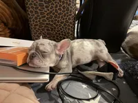 Female trimerle, a female French Bulldog for sale in Mooresville, IN – 3 of 4