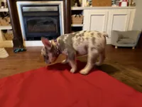 Female trimerle, a female French Bulldog for sale in Mooresville, IN – 7 of 8