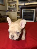 Double Tan Merle Frenchie, a male French Bulldog for sale in Mooresville, IN – 7 of 9