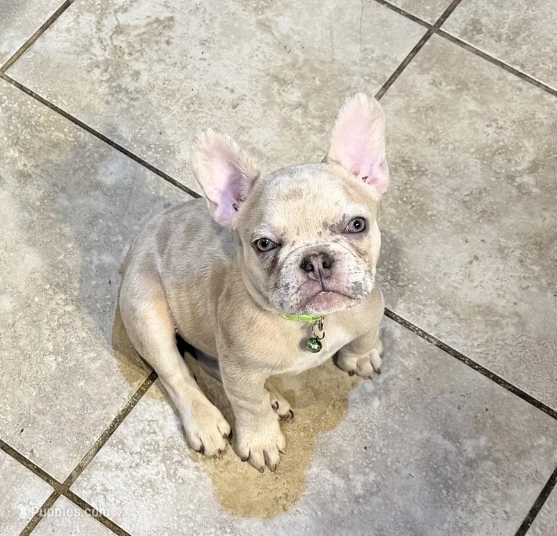 Double Tan Merle Frenchie – French Bulldog puppy for sale in Mooresville, IN