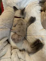 Double Tan Merle, a male French Bulldog for sale in Mooresville, IN – 2 of 3