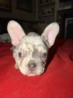 Female trimerle, a female French Bulldog for sale in Mooresville, IN – 6 of 8