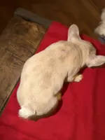 Double Tan Merle Frenchie, a male French Bulldog for sale in Mooresville, IN – 8 of 9