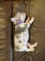 Female trimerle, a female French Bulldog for sale in Mooresville, IN – 4 of 4