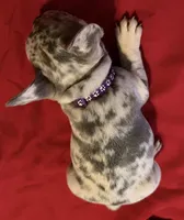 Female trimerle, a female French Bulldog for sale in Mooresville, IN – 8 of 8