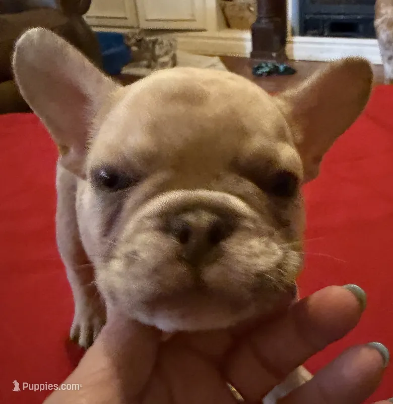 Double Tan Merle Frenchie – French Bulldog puppy for sale in Mooresville, IN