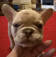 Double Tan Merle Frenchie, a male French Bulldog for sale in Mooresville, IN – 4 of 9