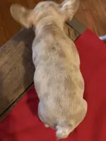 Double Tan Merle Frenchie, a male French Bulldog for sale in Mooresville, IN – 9 of 9