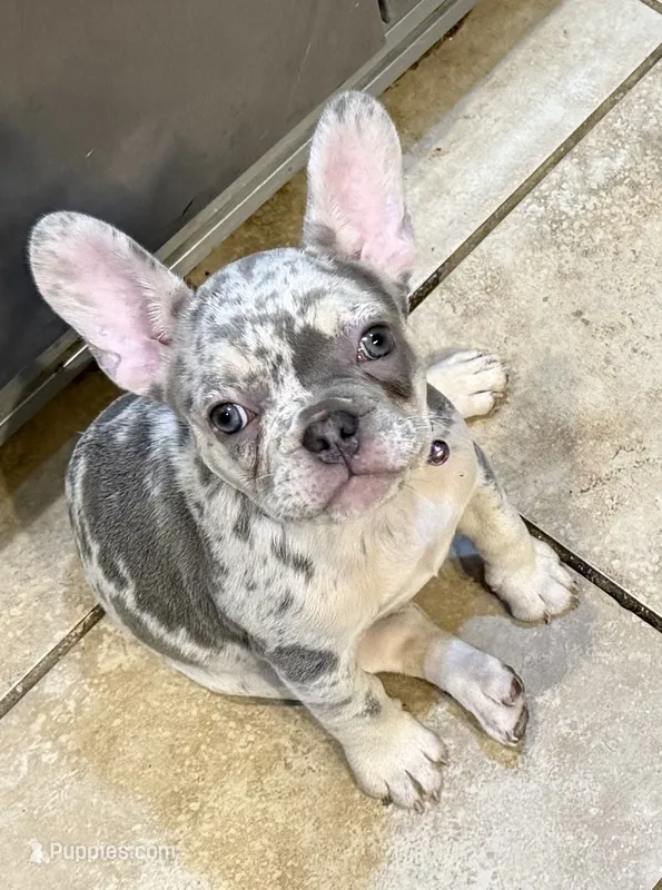 Female trimerle – French Bulldog puppy for sale in Mooresville, IN