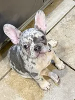 Female trimerle, a female French Bulldog for sale in Mooresville, IN – 1 of 8