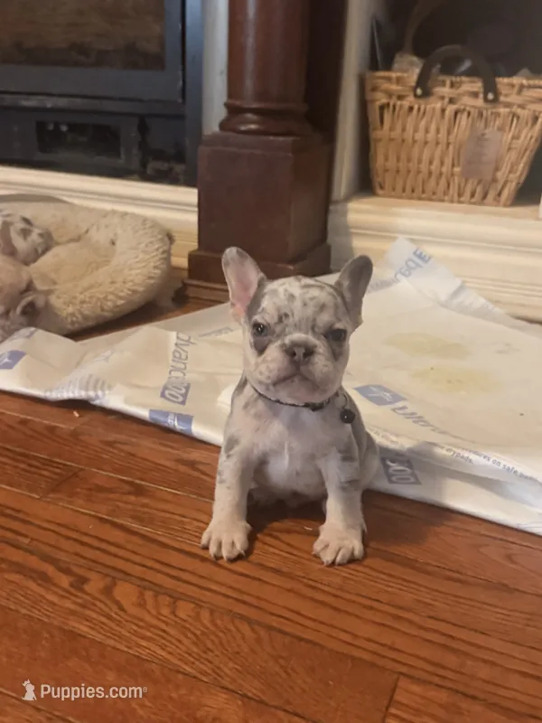 Male Merle – French Bulldog puppy for sale in Mooresville, IN