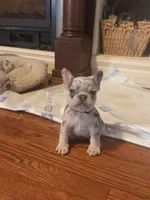 Male Merle, a male French Bulldog for sale in Mooresville, IN – 1 of 3