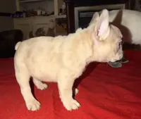 Double Tan Merle Frenchie, a male French Bulldog for sale in Mooresville, IN – 6 of 9