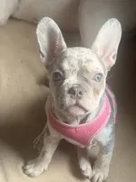 Female trimerle, a female French Bulldog for sale in Mooresville, IN – 2 of 8