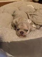 Double Tan Merle, a male French Bulldog for sale in Mooresville, IN – 3 of 3