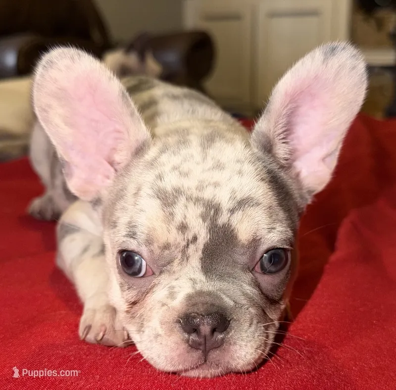 Female trimerle – French Bulldog puppy for sale in Mooresville, IN