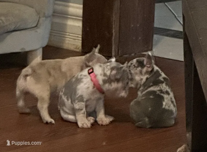 Female trimerle – French Bulldog puppy for sale in Mooresville, IN