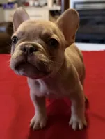 Double Tan Merle Frenchie, a male French Bulldog for sale in Mooresville, IN – 5 of 9