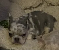 Male Merle, a male French Bulldog for sale in Mooresville, IN – 3 of 3