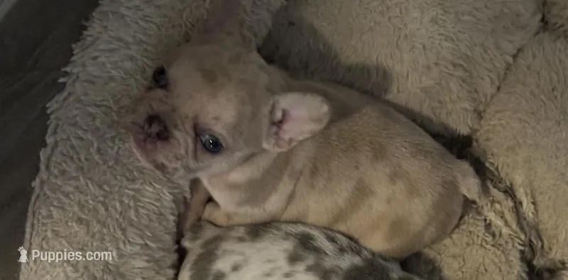 Double Tan Merle – French Bulldog puppy for sale in Mooresville, IN