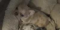 Double Tan Merle, a male French Bulldog for sale in Mooresville, IN – 1 of 3