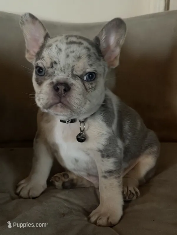 Male Merle – French Bulldog puppy for sale in Mooresville, IN