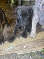 no collar female, a female Cane Corso for sale in Raleigh, NC – 1 of 2