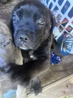 no collar female, a female Cane Corso for sale in Raleigh, NC – 2 of 2